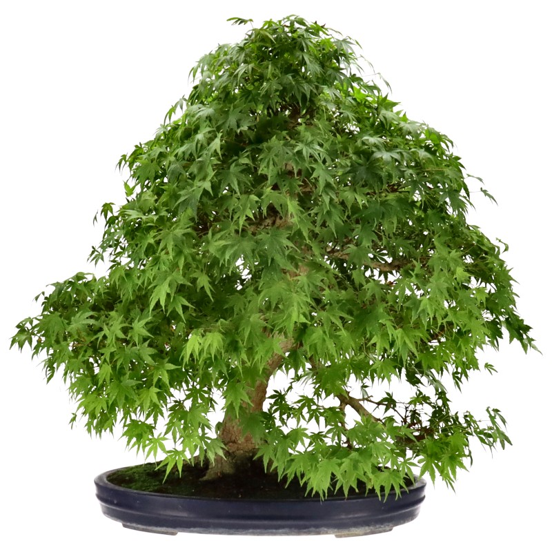 Jap. Fächerahorn, ca. 50 J. (69 cm) Der Baum steht jetzt in einer cremefarbenen Ovalen Schale.