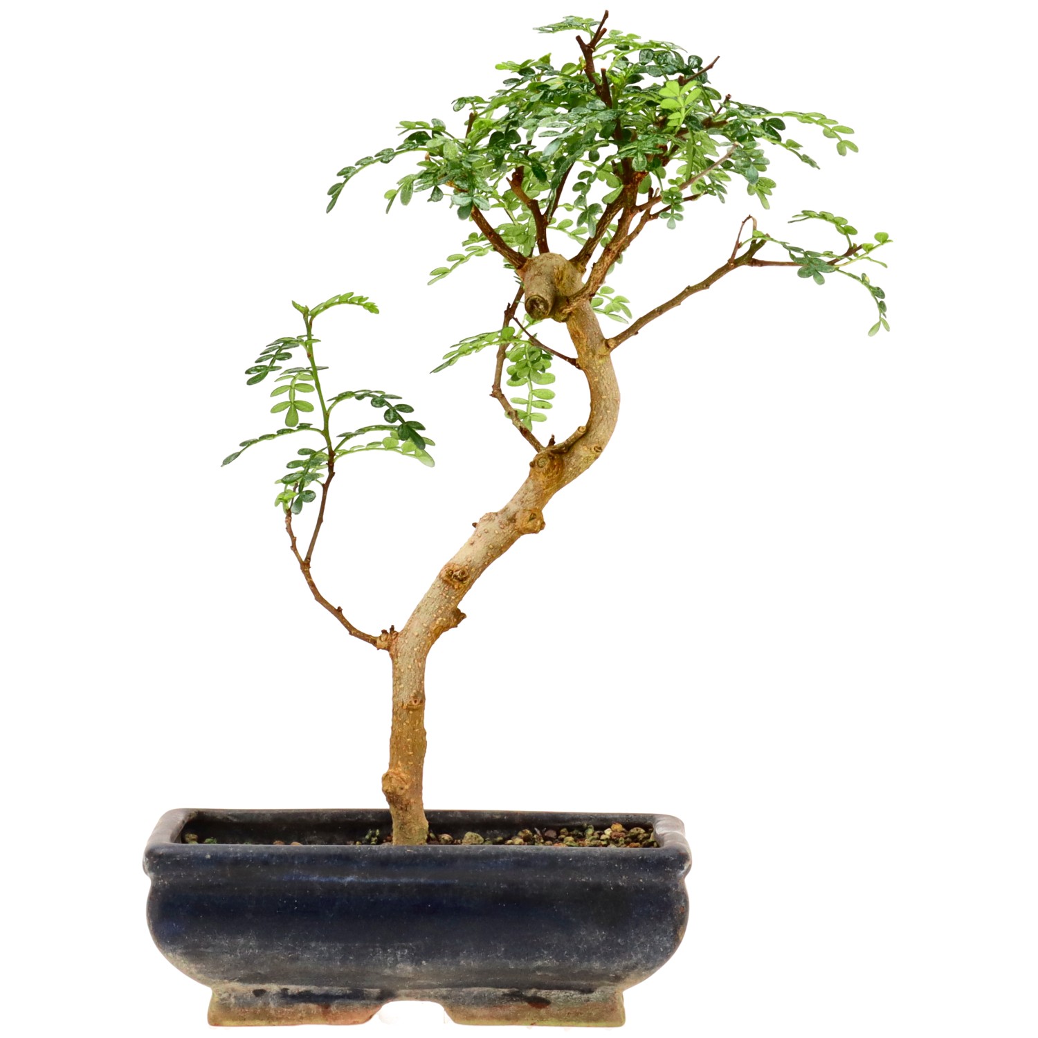 Pimienta de Sichuán, aprox. 9 años (27 cm)