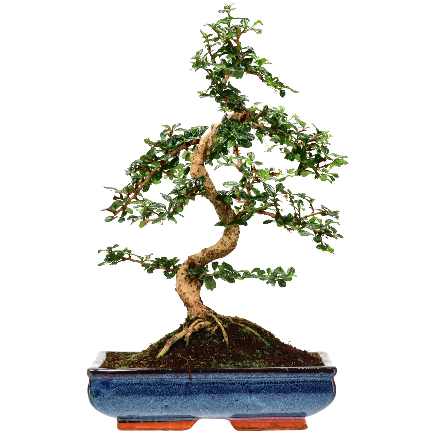 Árbol del Té de fukien, aprox. 16 años (50 cm) Árbol del Té de fukien, aprox. 16 años (50 cm)