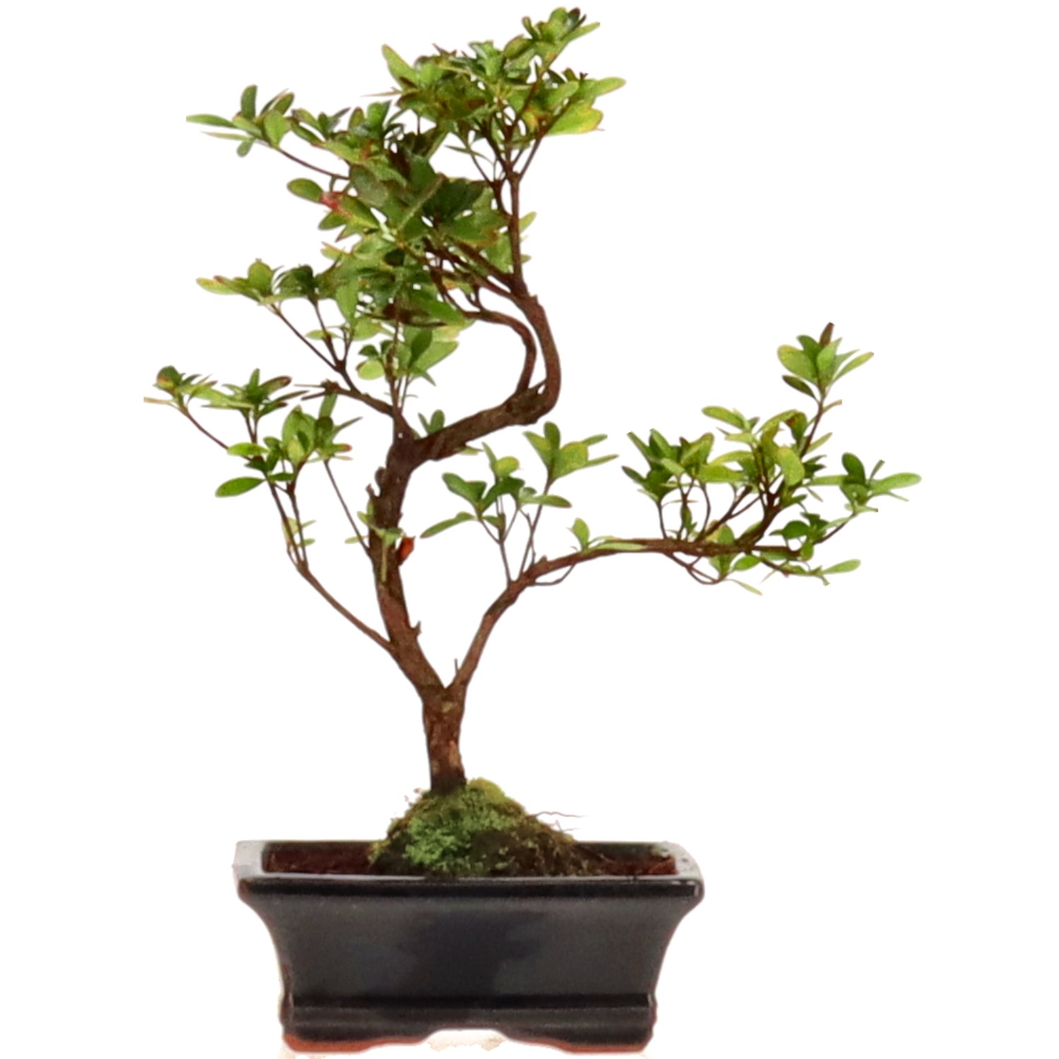 Azalea giapponese (Osakazuki), ca. 7 anni (28 cm)