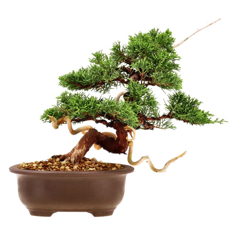 bonsai.fallbackImageTitle