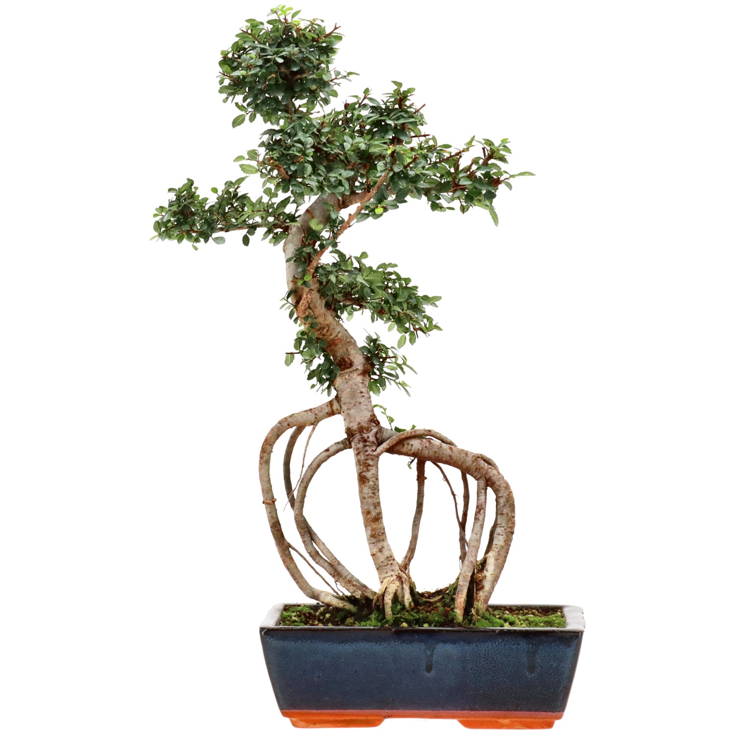 Olmo chino, aprox. 12 años (44 cm)