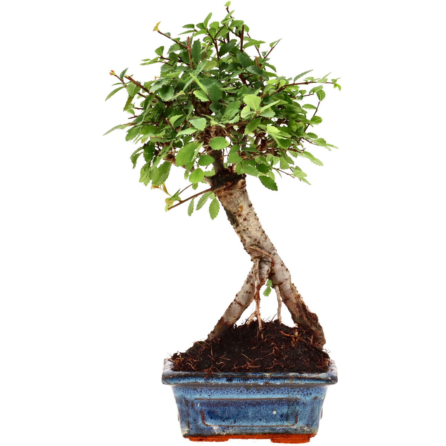 Olmo cinese, ca. 6 anni (25 cm)