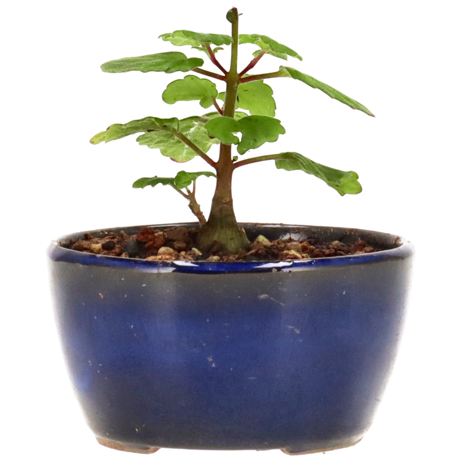 Weihrauchpflanze, ca. 1 J. (6 cm)