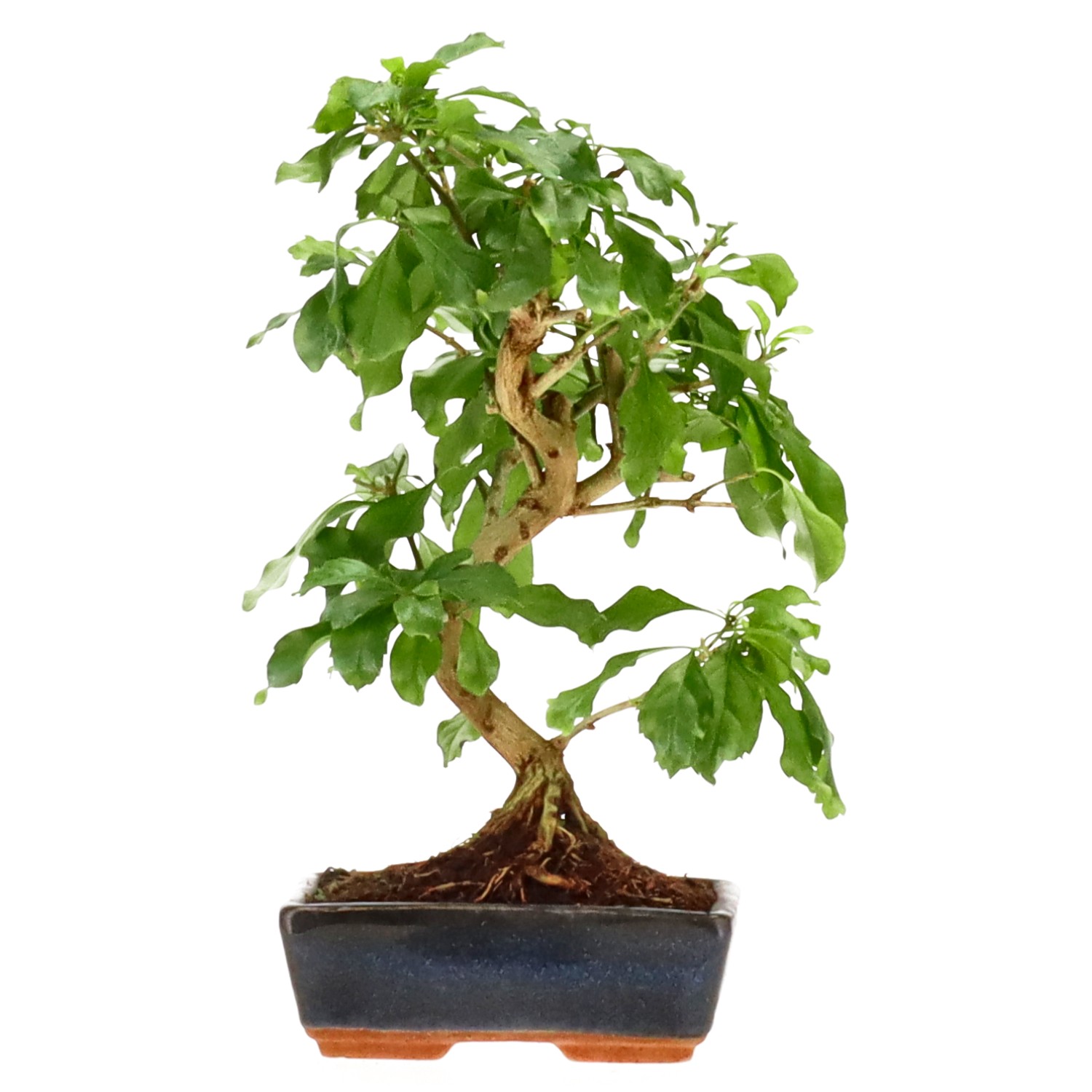 bonsai.fallbackImageTitle bonsai.fallbackImageTitle