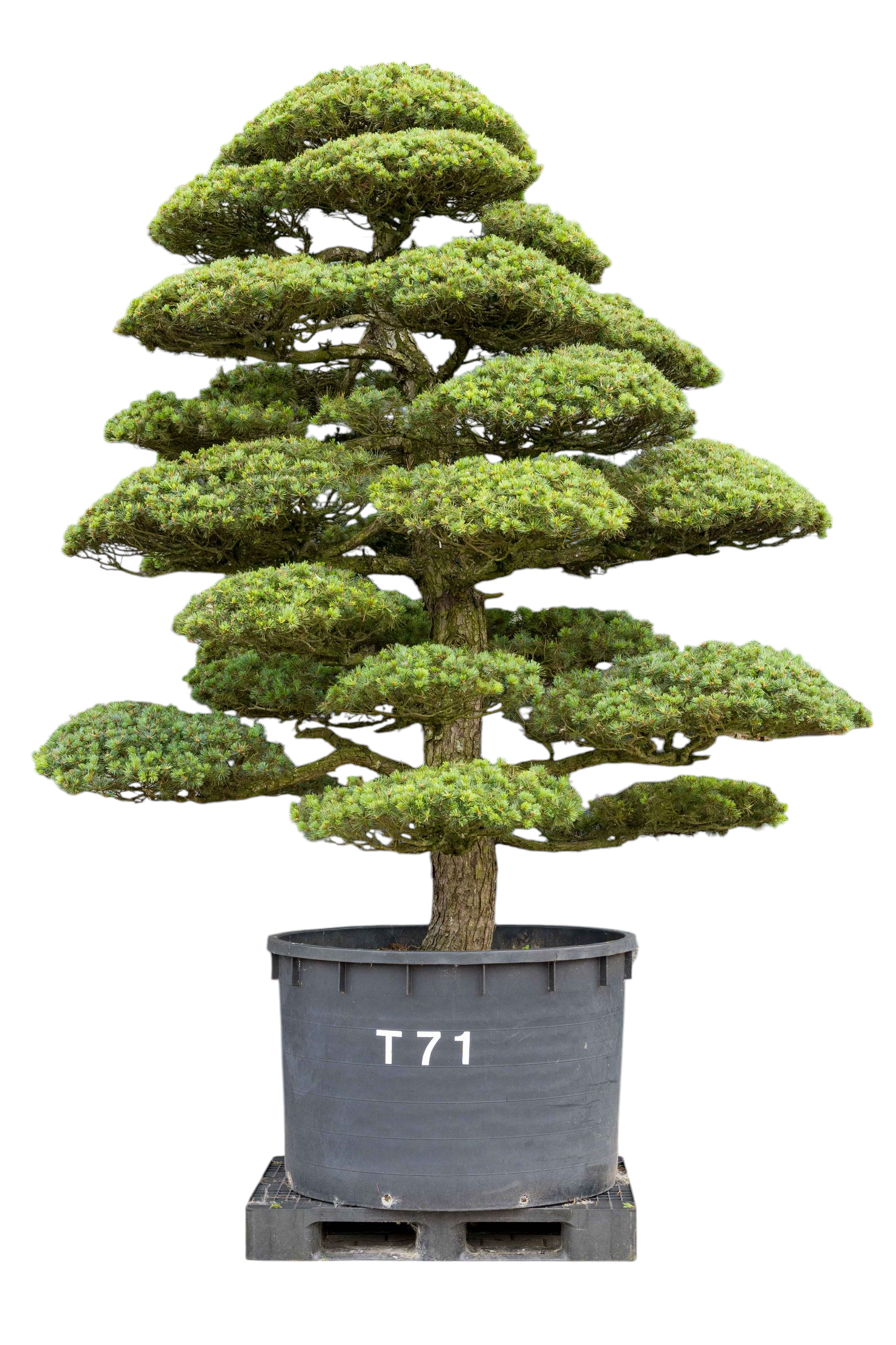 bonsai.fallbackImageTitle bonsai.fallbackImageTitle