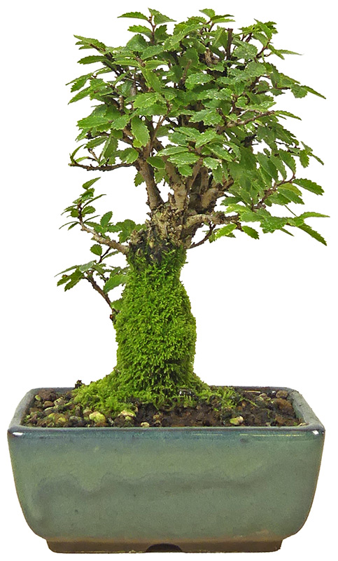 Jap. Ulme, ca. 12 J. (16 cm) Slider Bild