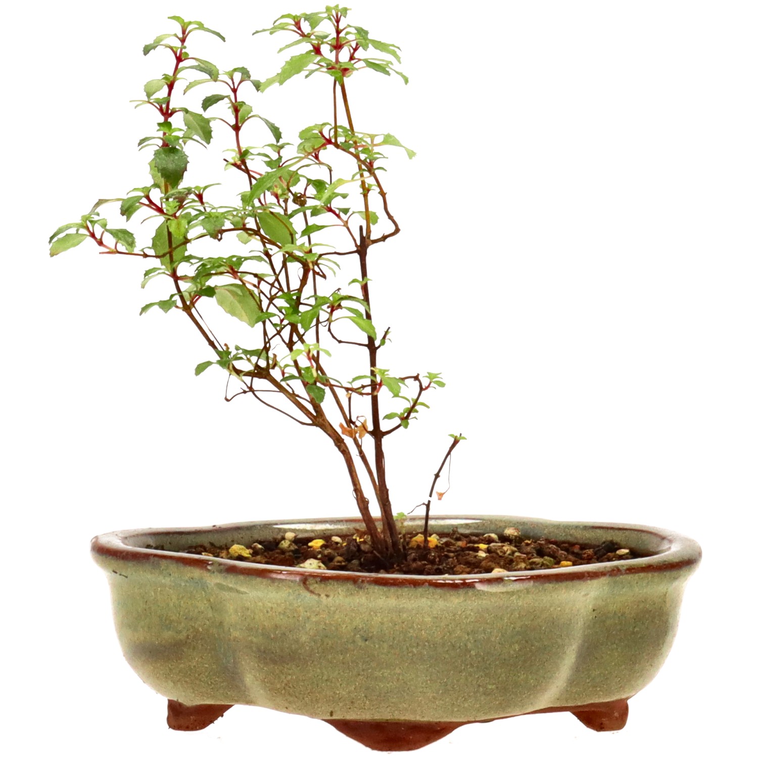 bonsai.fallbackImageTitle bonsai.fallbackImageTitle