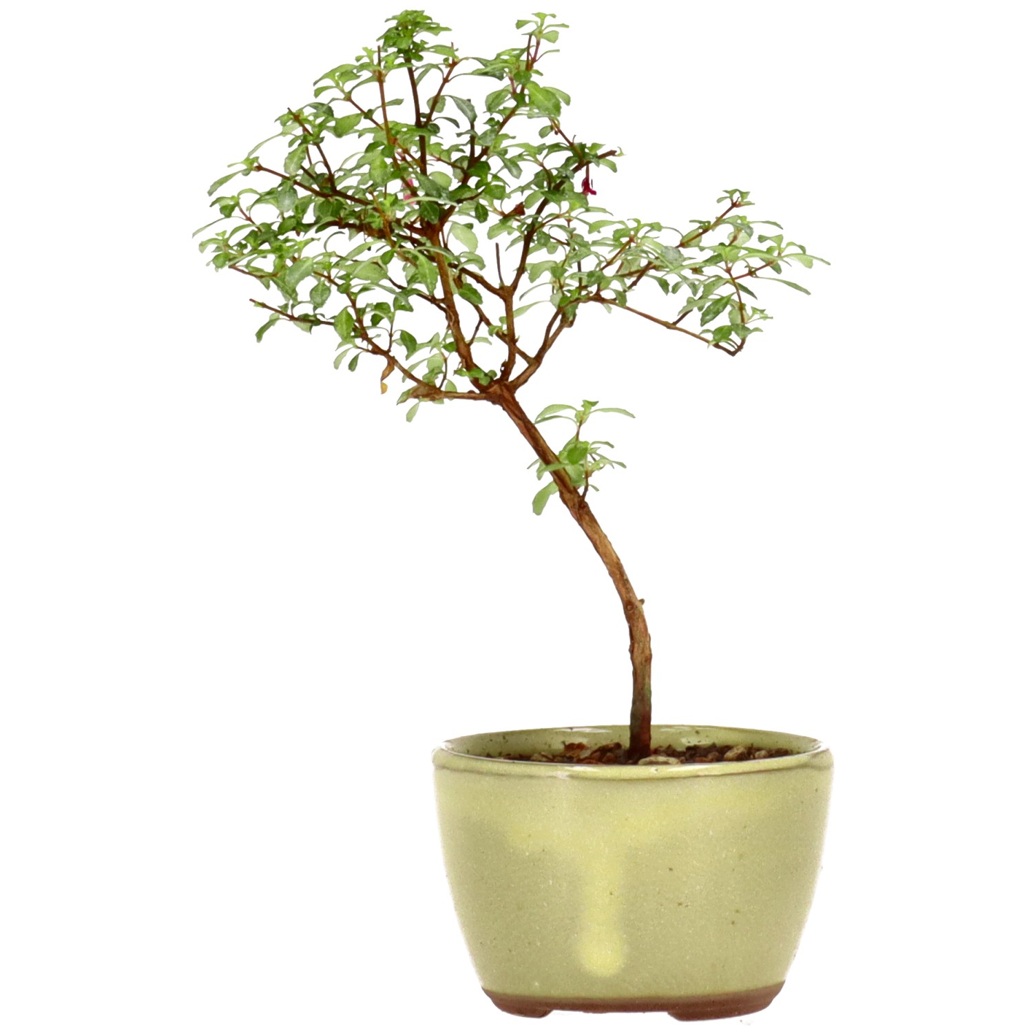 Fuchsie, ca. 1 J. (15 cm)