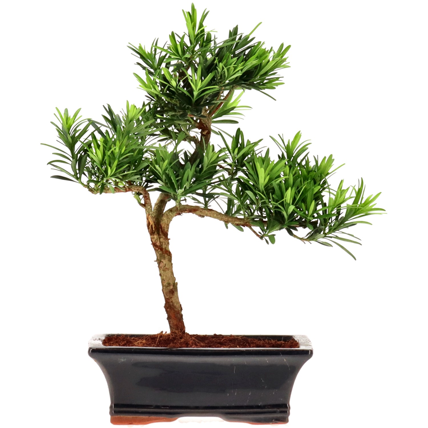 Chin. Steineibe, ca. 10 J. (28 cm)