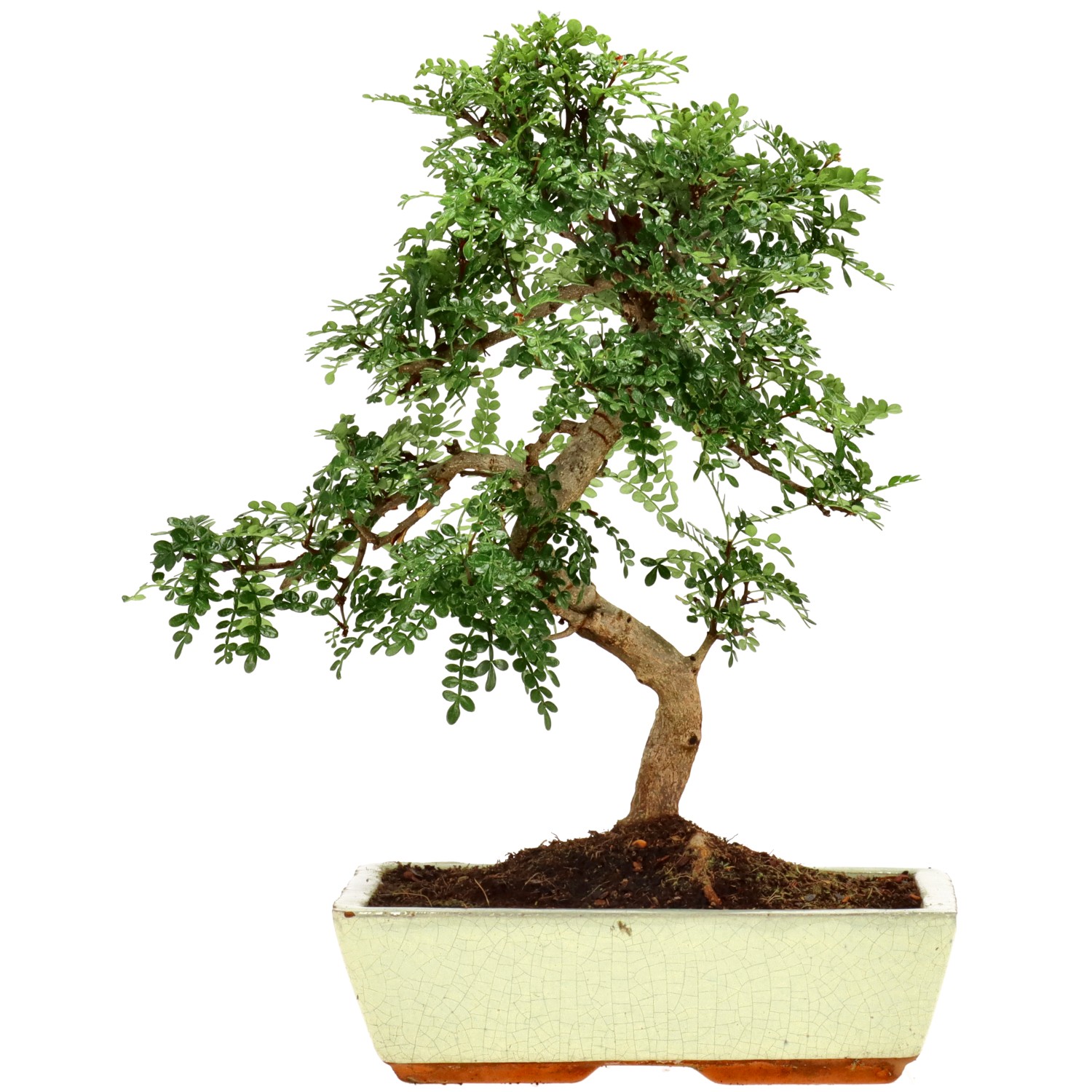 Szechuan pepper, approx. 15 y. (40 cm)