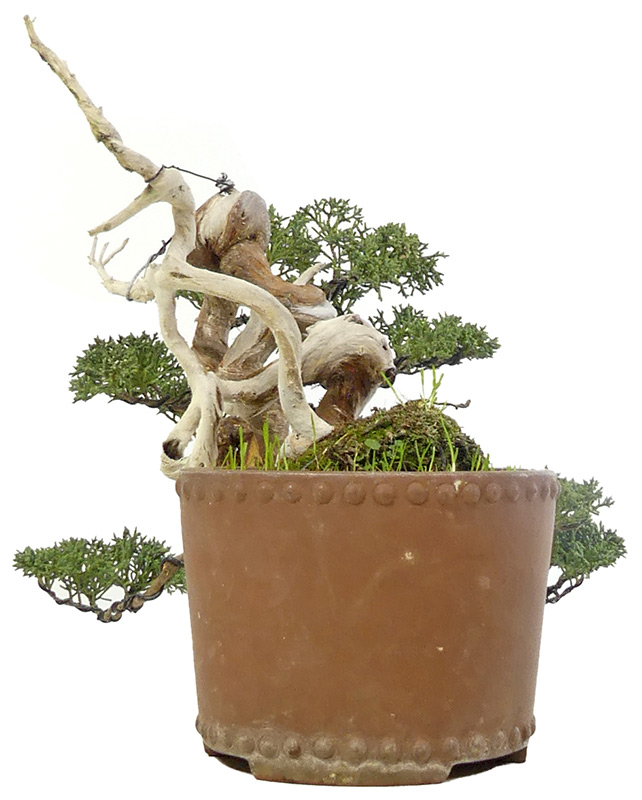 bonsai.fallbackImageTitle bonsai.fallbackImageTitle
