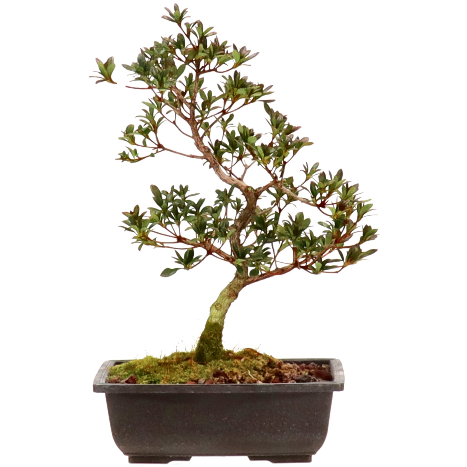 Jap. Azalee, ca. 12 J. (34 cm)