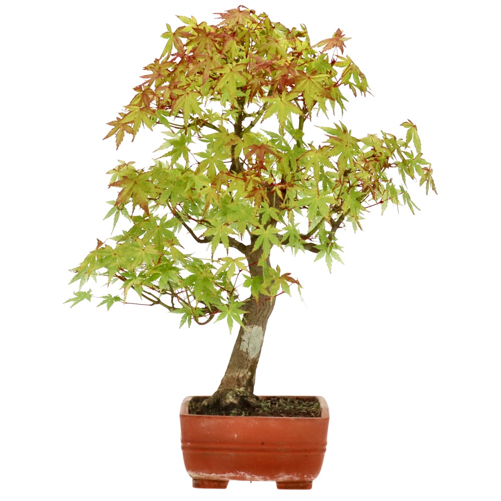 bonsai.fallbackImageTitle bonsai.fallbackImageTitle