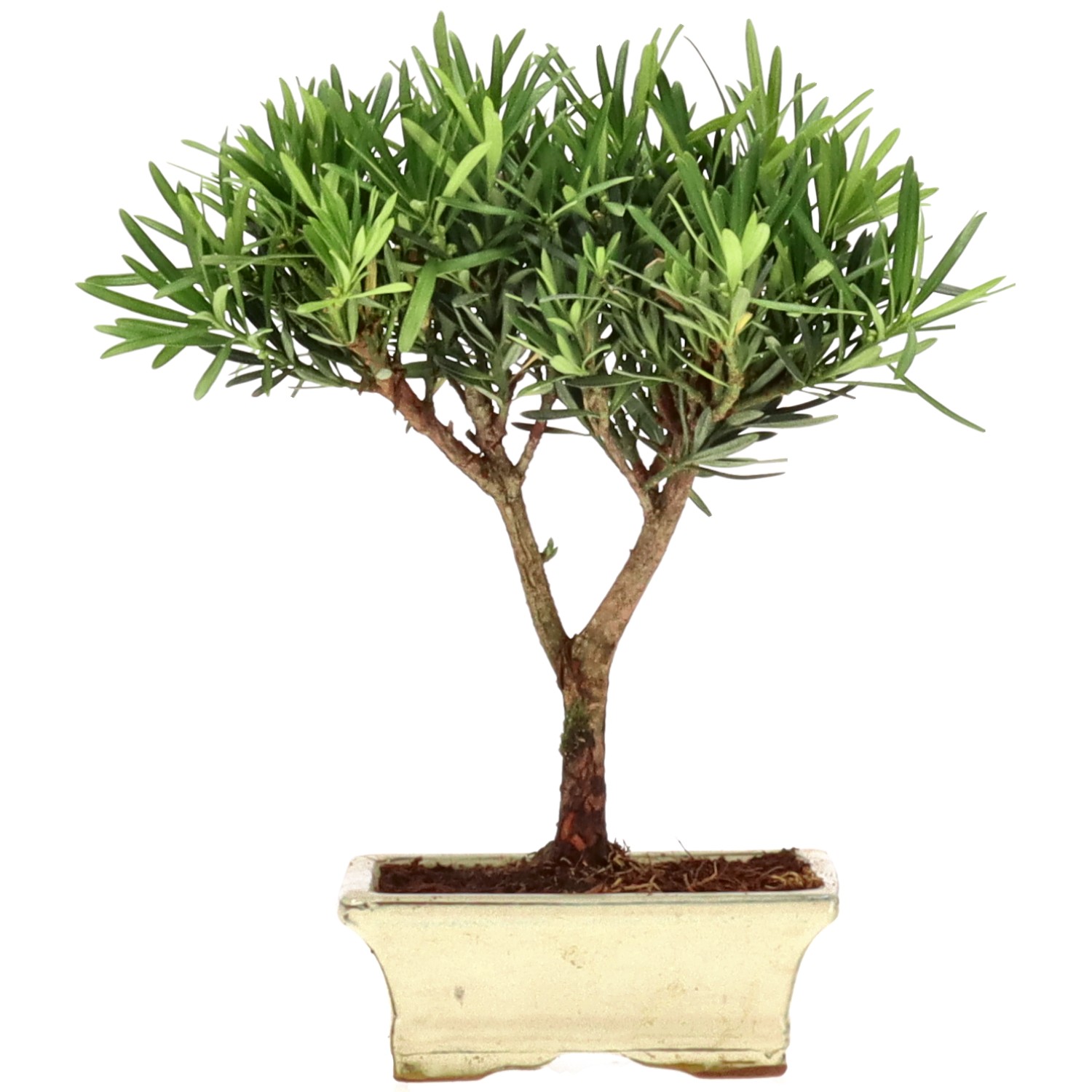 Pino cinese, ca. 7 anni (25 cm)
