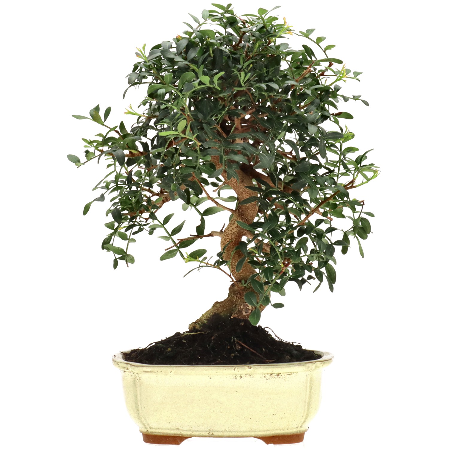 Pistazie, ca. 14 J. (32 cm)