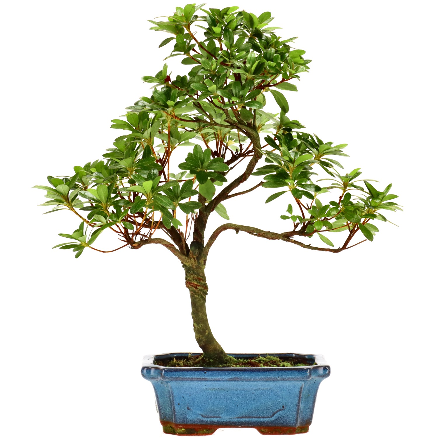 Jap. Azalee (Osakazuki), ca. 10 J. (35 cm)