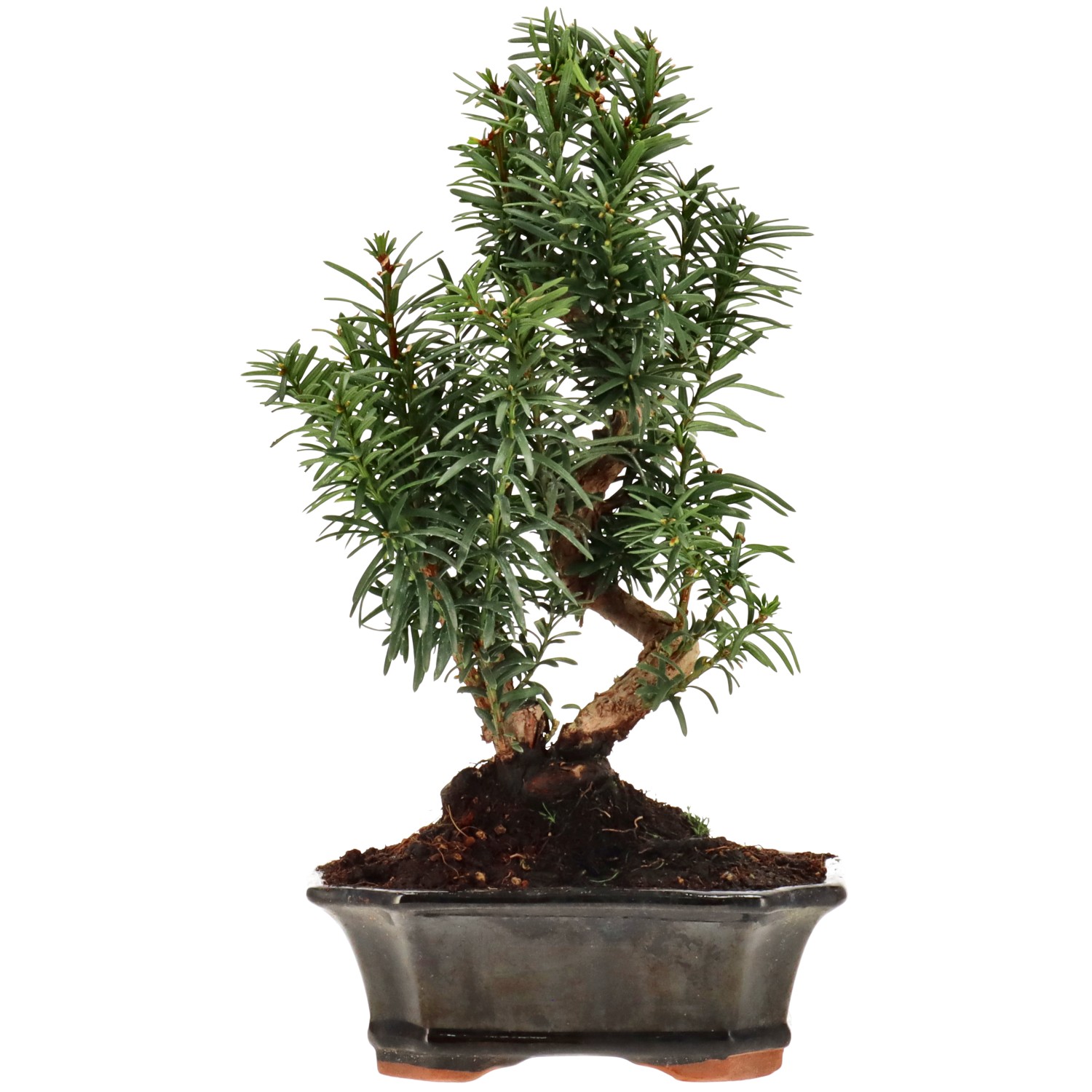 Bechereibe, ca. 10 J. (28 cm)