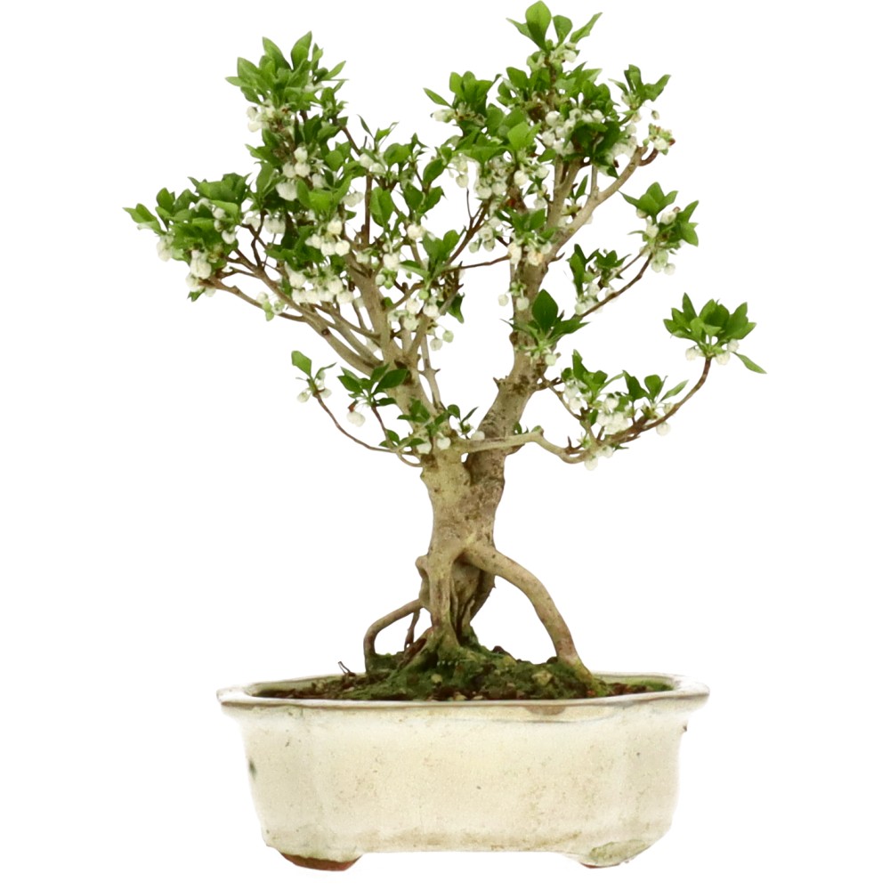 bonsai.fallbackImageTitle bonsai.fallbackImageTitle