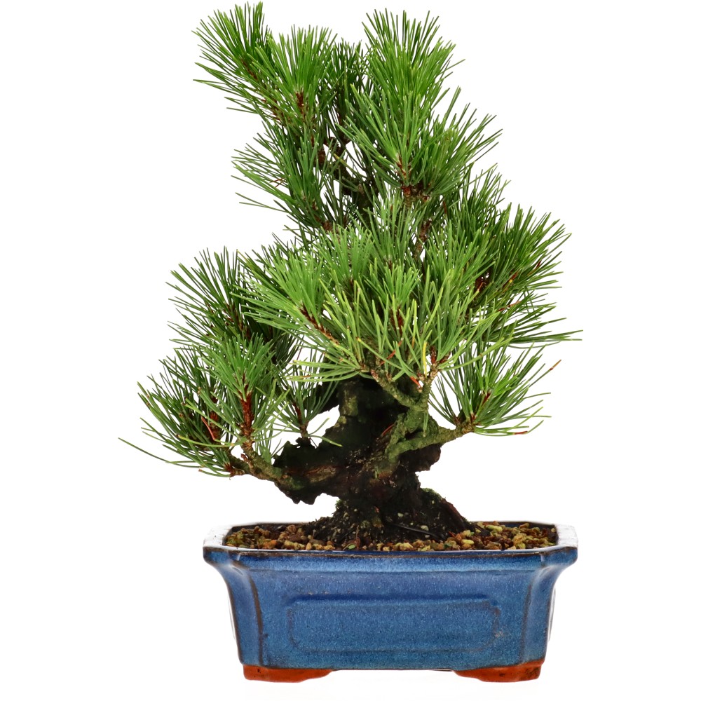 bonsai.fallbackImageTitle bonsai.fallbackImageTitle