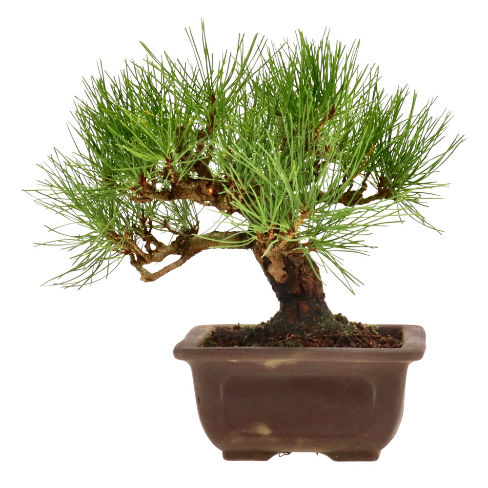 bonsai.fallbackImageTitle