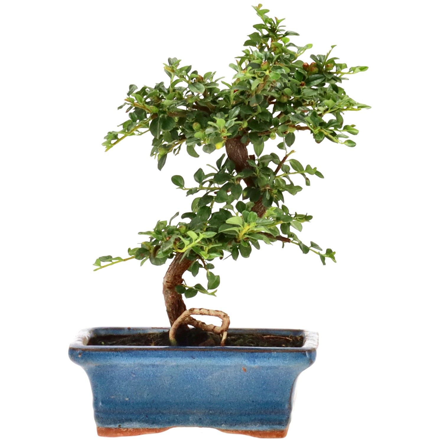bonsai.fallbackImageTitle bonsai.fallbackImageTitle