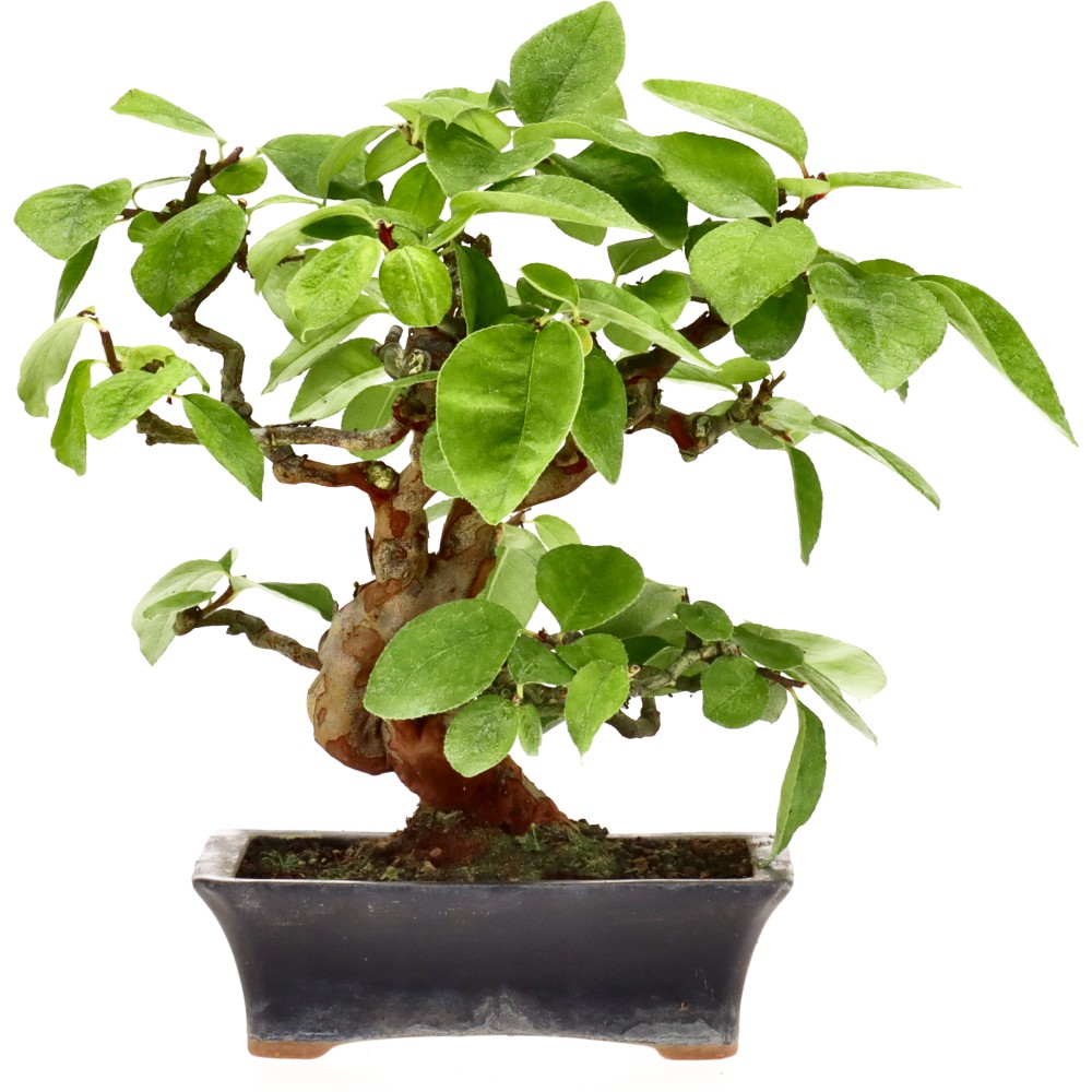 bonsai.fallbackImageTitle bonsai.fallbackImageTitle