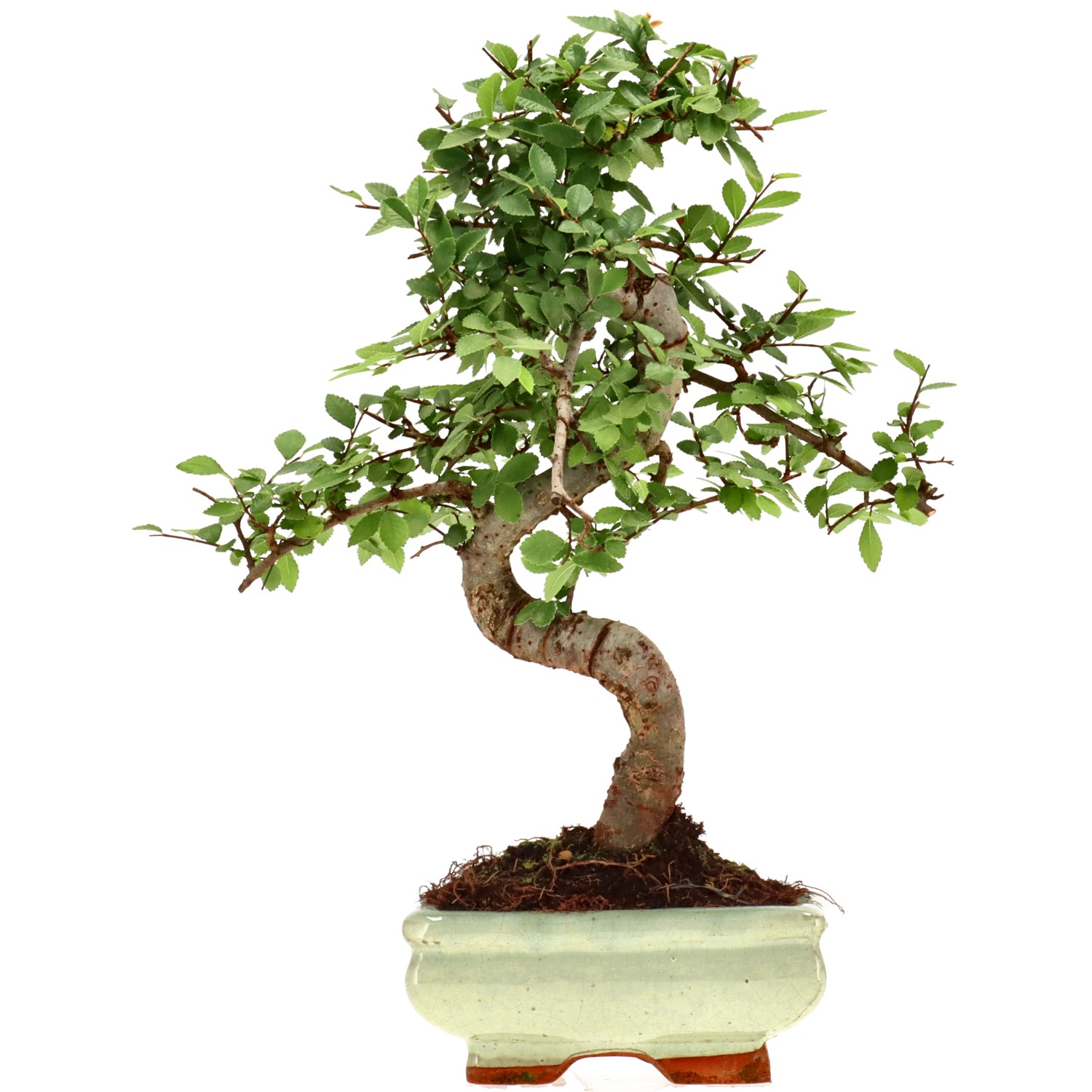 Olmo chino, aprox. 7 años (30 cm)