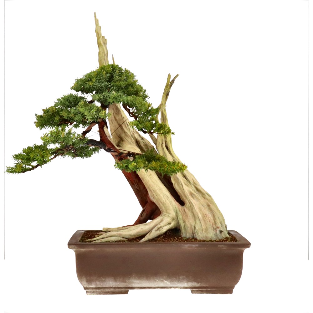 Jap. Eibe, ca. 50 J. (77 cm)