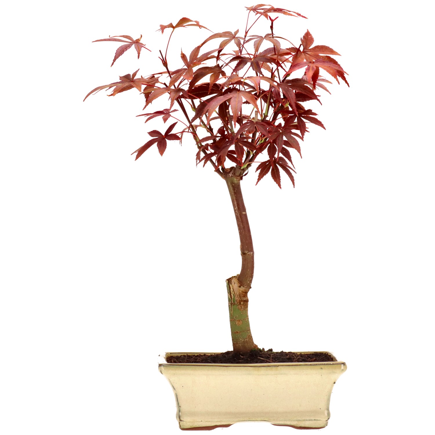 Érable du Japon (Atropurpureum), greffé, env. 9 ans (33 cm)