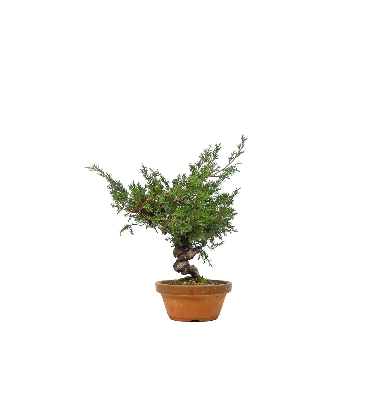 bonsai.fallbackImageTitle bonsai.fallbackImageTitle
