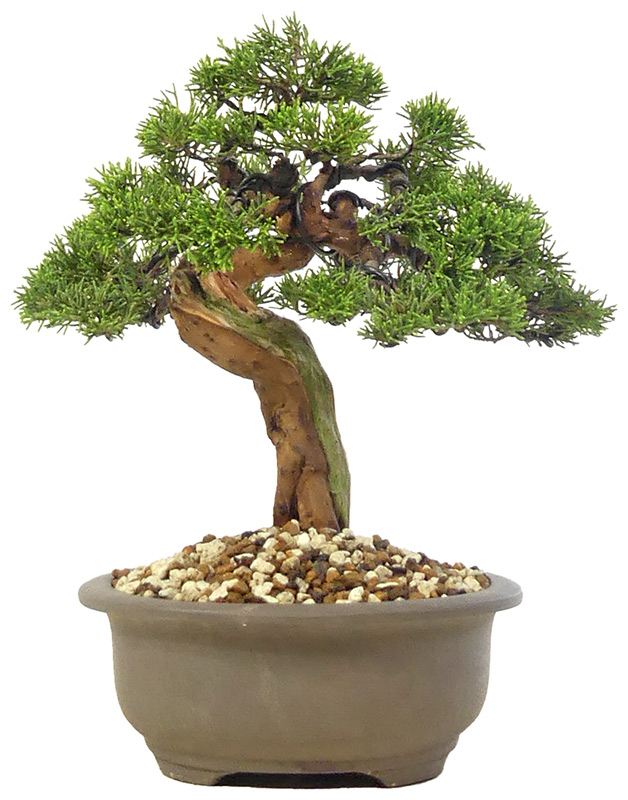 bonsai.fallbackImageTitle bonsai.fallbackImageTitle