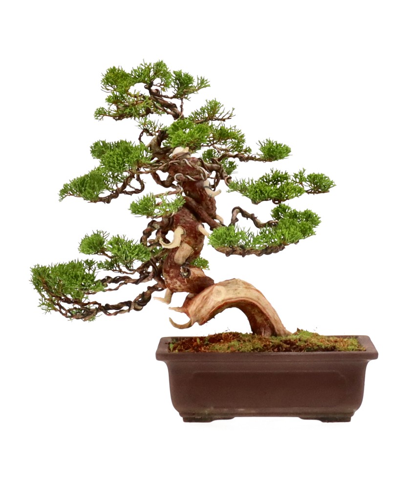 bonsai.fallbackImageTitle bonsai.fallbackImageTitle