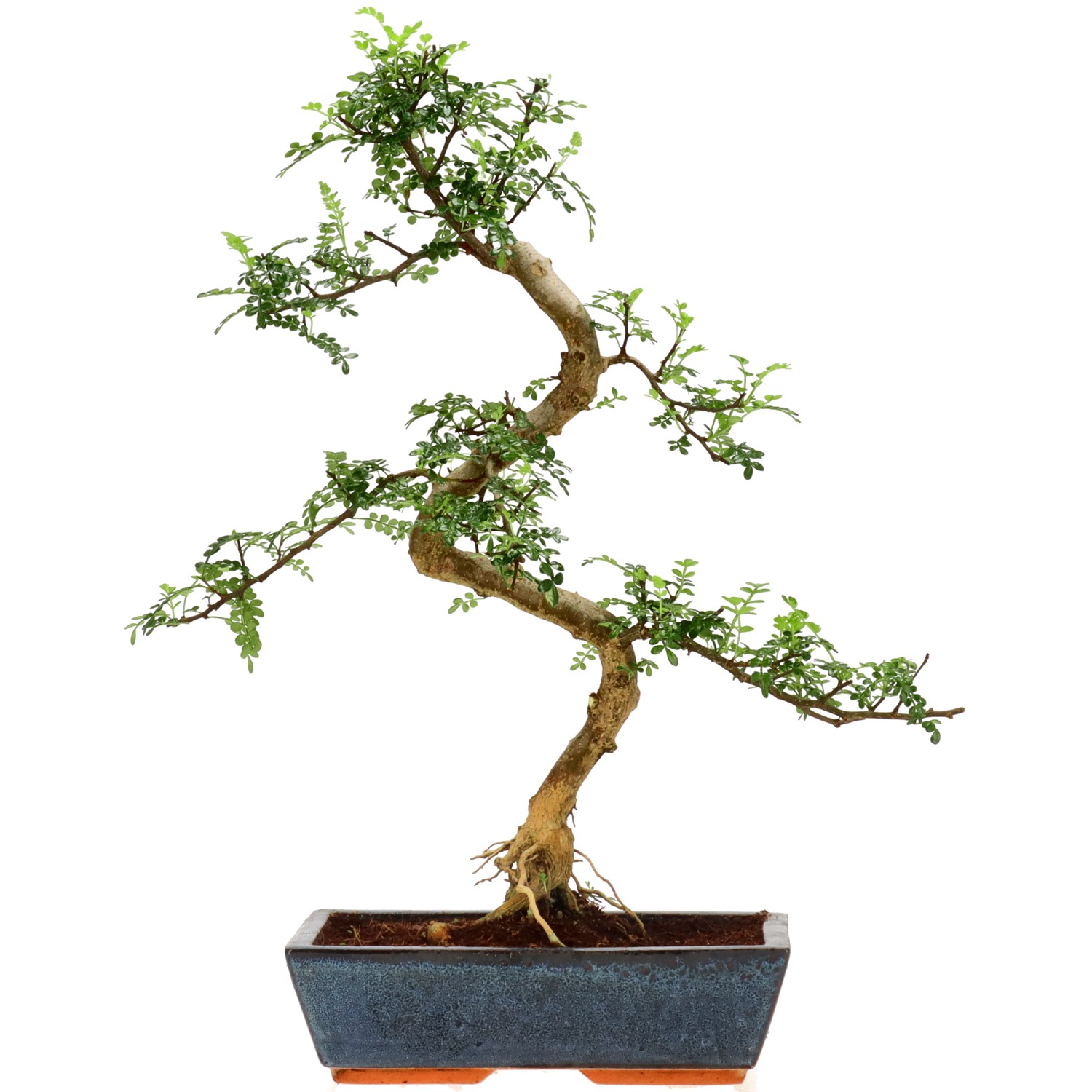 Pfefferbaum, ca. 14 J. (50 cm)