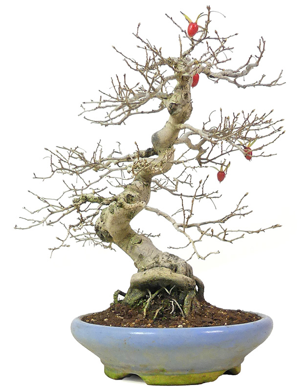 bonsai.fallbackImageTitle bonsai.fallbackImageTitle