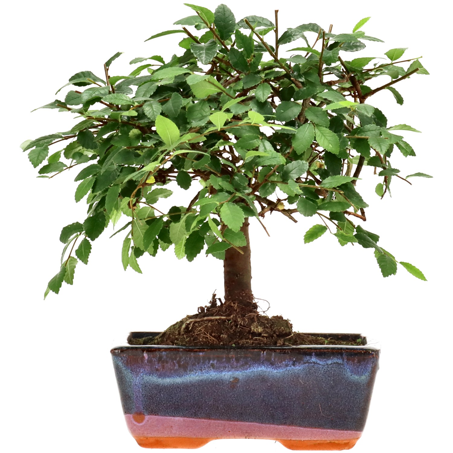 Orme de Chine, env. 7 ans (19 cm)