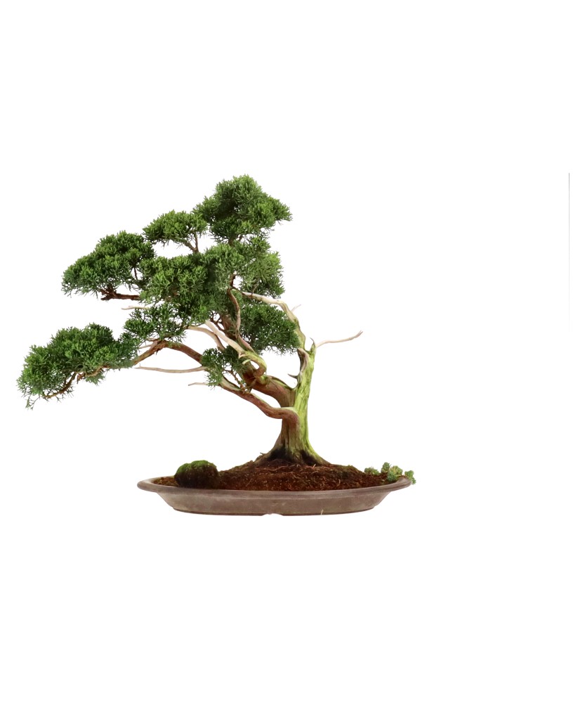 bonsai.fallbackImageTitle bonsai.fallbackImageTitle