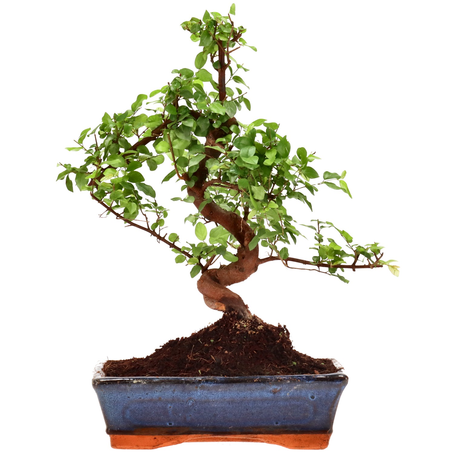 Sageretia theezans, aprox. 12 años (35 cm)
