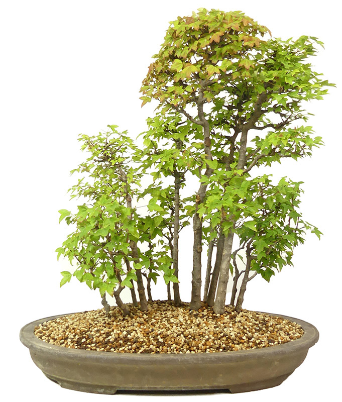 Dreispitzahorn, ca. 10 J. (60 cm) Dreispitzahorn, ca. 10 J. (60 cm)