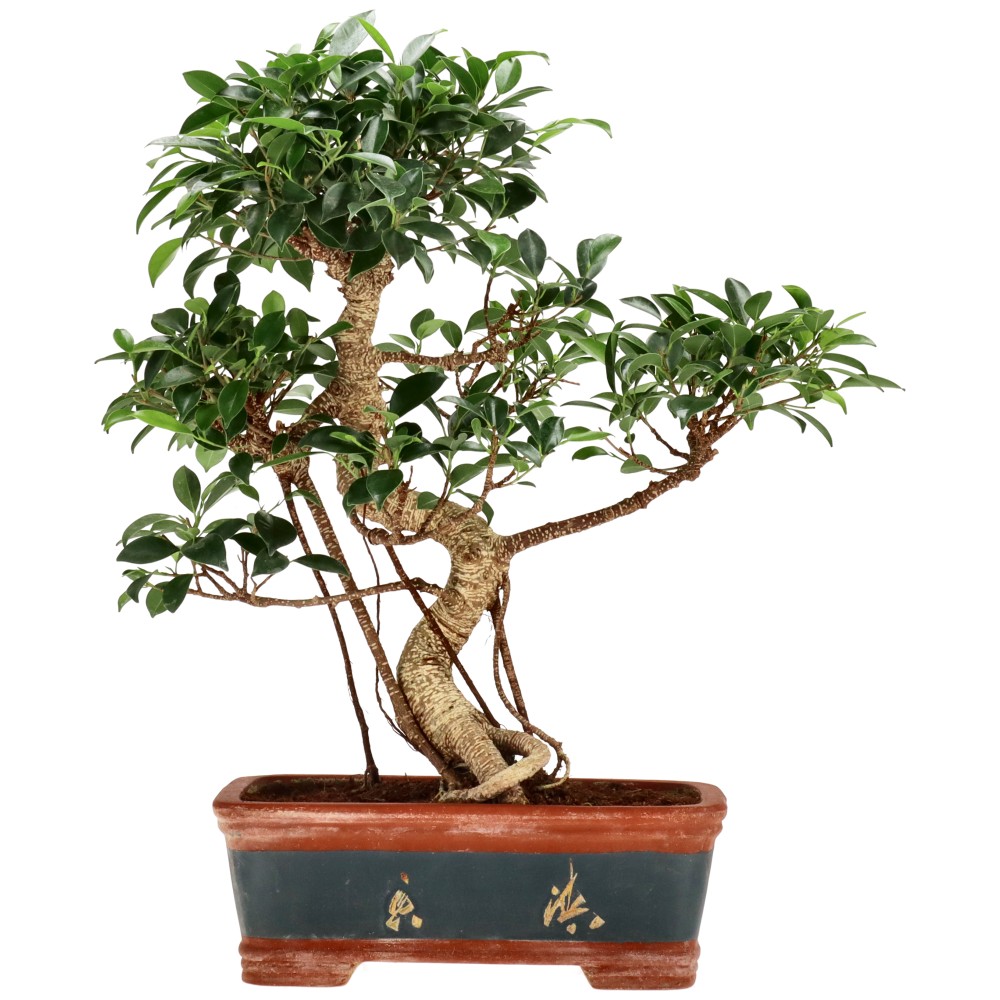 Chin. Feigenbaum (Retusa), ca. 16 J. (49 cm)