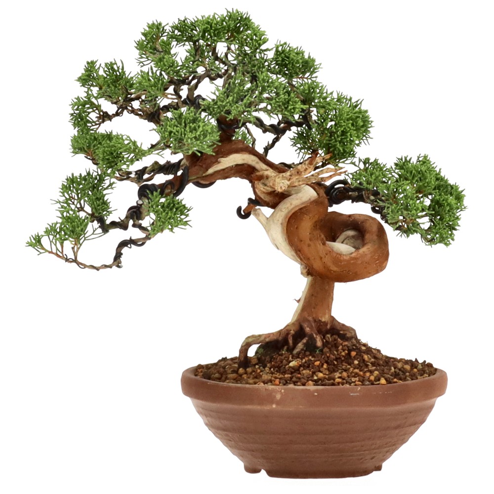 bonsai.fallbackImageTitle bonsai.fallbackImageTitle