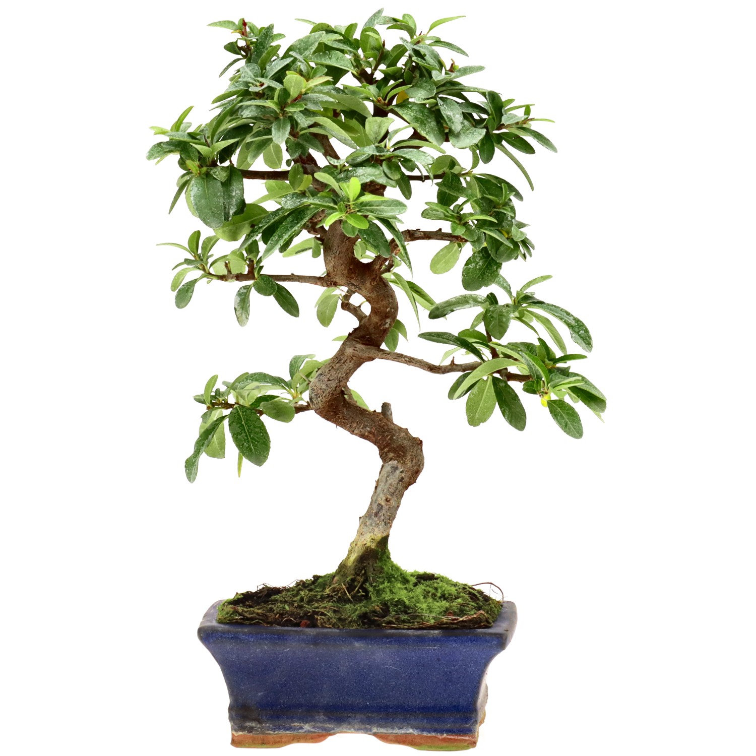 Feuerdorn, ca. 7 J. (27 cm)