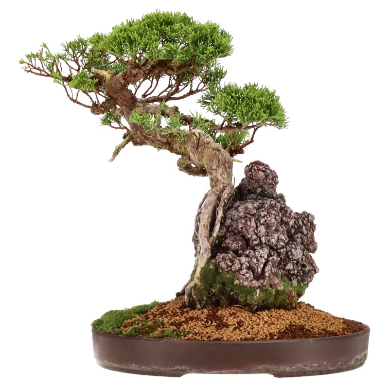 Chin. Wacholder, ca. 25 J. (36 cm) Baum auf Fels
