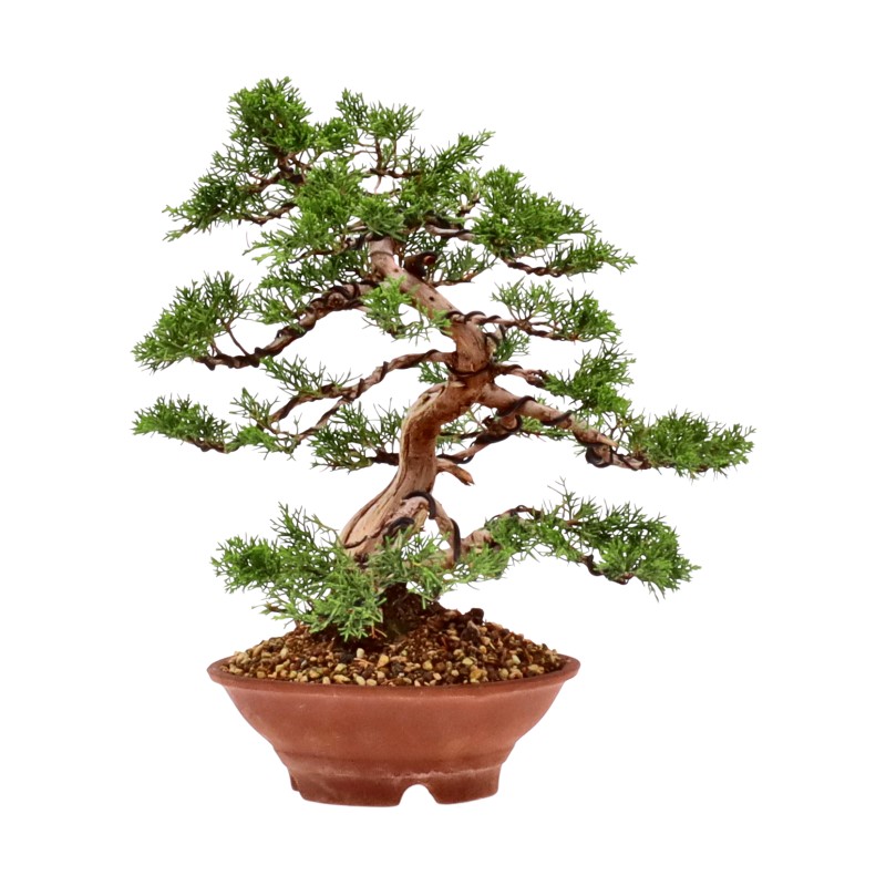 bonsai.fallbackImageTitle bonsai.fallbackImageTitle