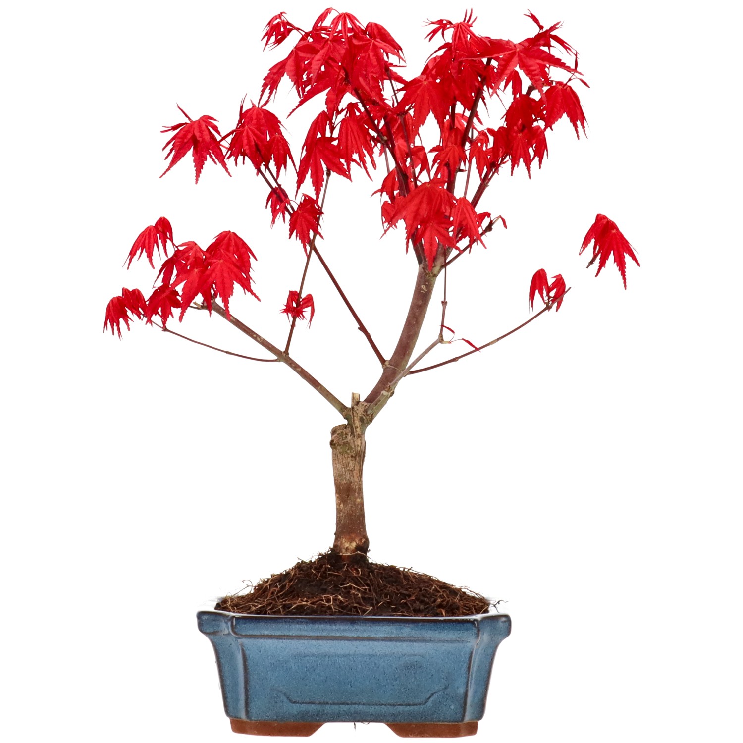 Érable du Japon (Deshojo), greffé, env. 7 ans (28 cm)