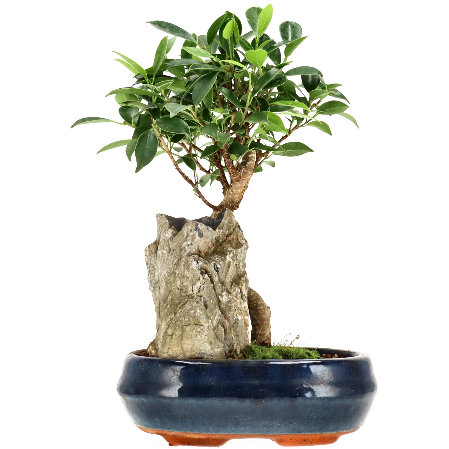 Chin. Feigenbaum (Retusa), ca. 8 J. (25 cm)