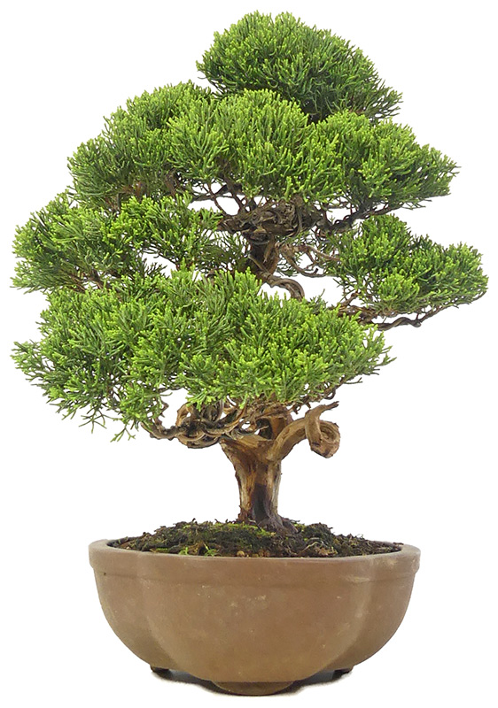bonsai.fallbackImageTitle bonsai.fallbackImageTitle