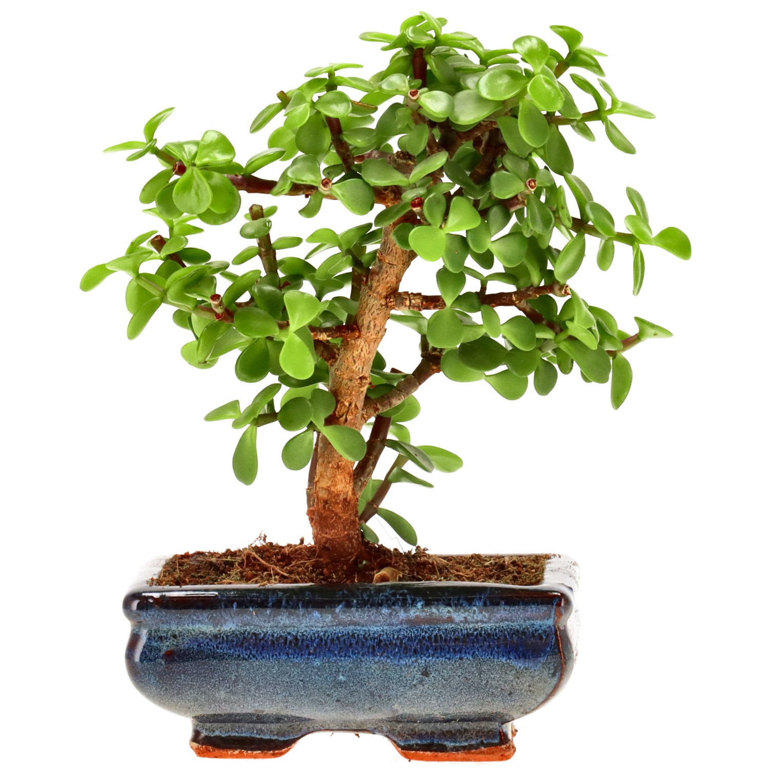 Árbol de la abundancia, aprox. 7 años (19 cm)