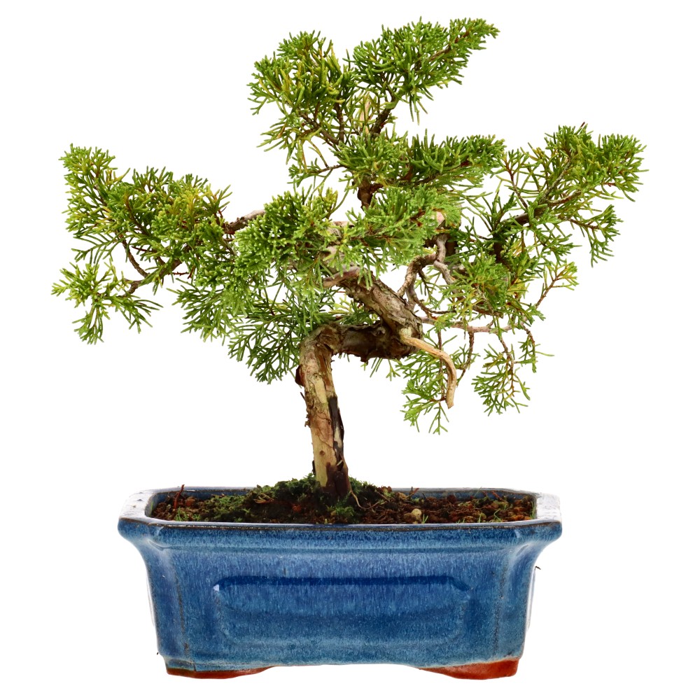 Chin. Wacholder, ca. 10 J. (24 cm)