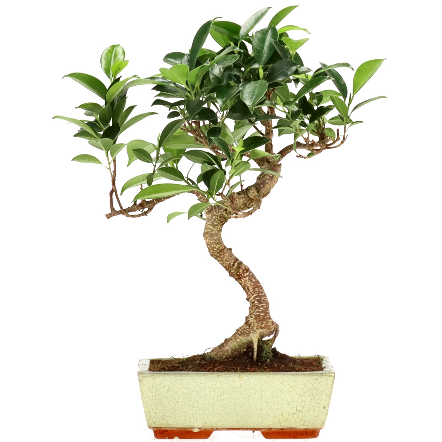 Ficus Retusa, ca. 9 anni (29 cm)